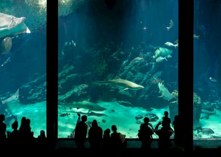 A dark, starry night sky visible through tall window frames, with silhouettes of trees and a faint turquoise glow along the horizon.