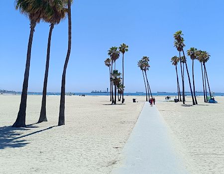 Sunny beach with tall palm trees lining a walkway, with people strolling and the sea in the distance.