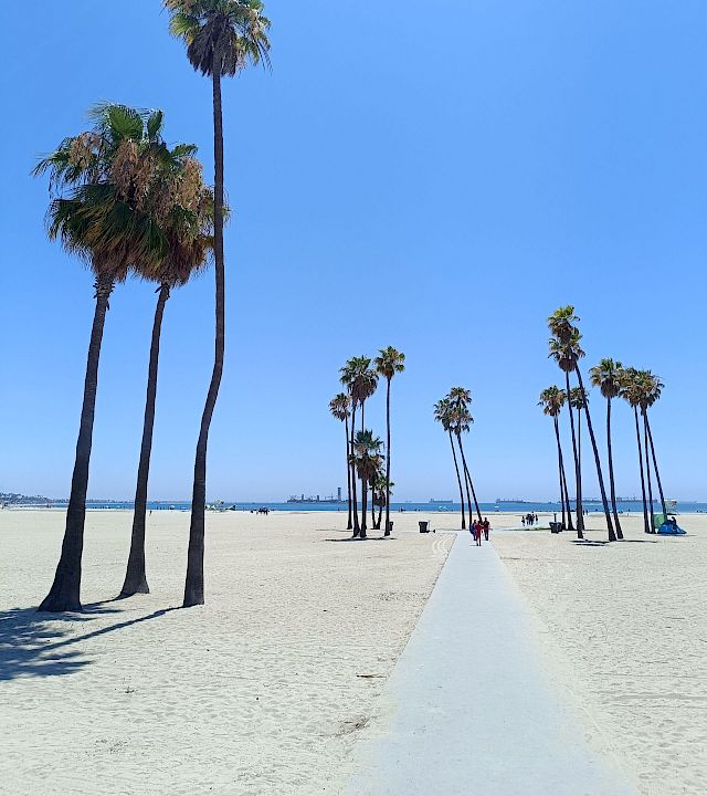 Sunny beach with tall palm trees lining a walkway, with people strolling and the sea in the distance.